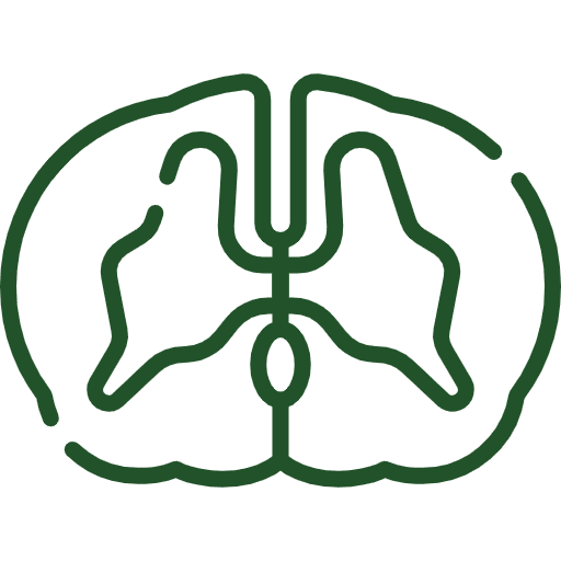 spinal-cord